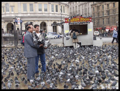 London golubovi